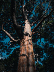 Fototapeta premium trunk of a tree