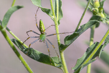 Green Lynx Spider (Peucetia viridans)