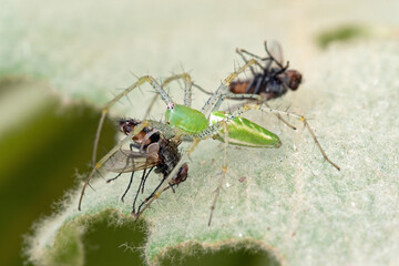 Green Lynx Spider (Peucetia viridans)