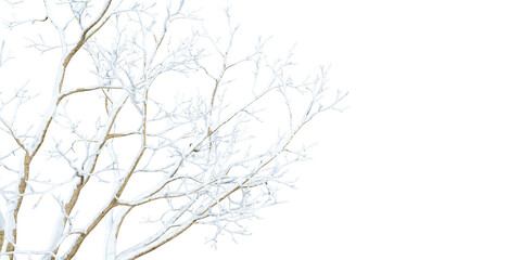 Close up snow covered branches on white
