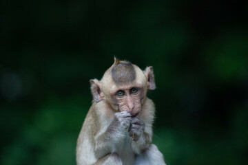 可愛いサル