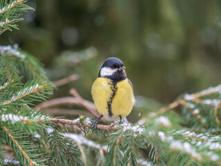 Cute bird Great tit, songbird sitting on the fir branch with snow in winter