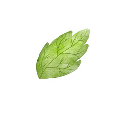 Watercolor Leaf