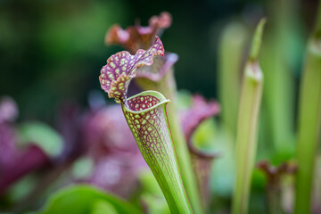 Beautiful flowers in the garden in Singapore.