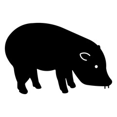 Collared Peccary