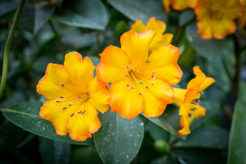 Beautiful flowers in the garden in Singapore.