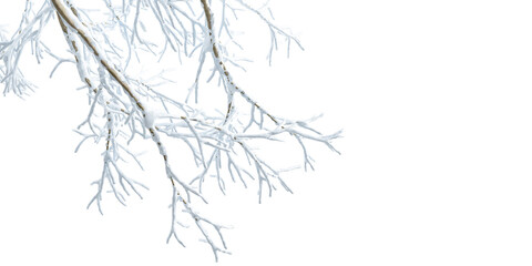 Close up snow covered branches on white