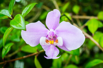 Beautiful flowers of orchid in the garden at Singapore.