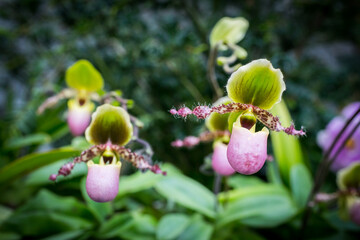 Beautiful flowers of orchid in the garden at Singapore.