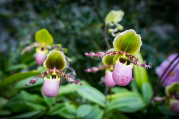 Beautiful flowers of orchid in the garden at Singapore.