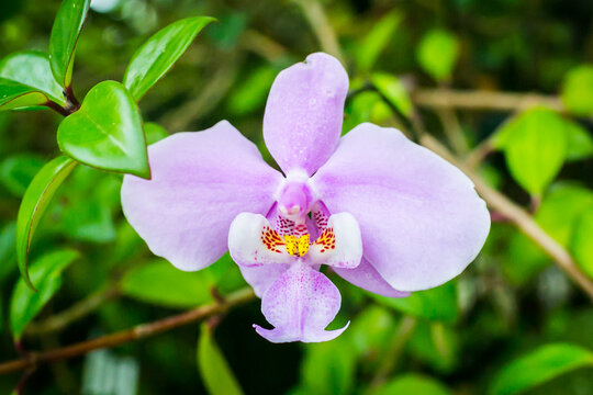 Beautiful flowers of orchid in the garden at Singapore.