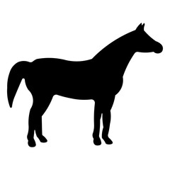 horse