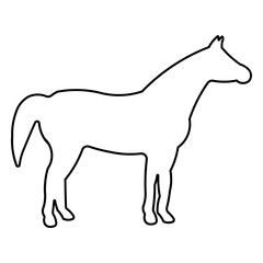 horse