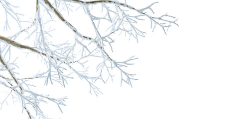 Isolated snow covered branches on white