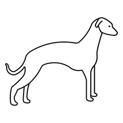 whippet