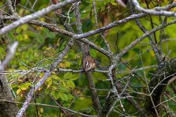 The rose-breasted grosbeak (Pheucticus ludovicianus) - Immature male.