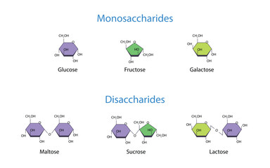 Monosaccharides and Disaccharides Scientific vector illustration