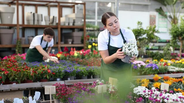 Girl seller of flower supermarket near shelf with alyssum chooses pot with young plant to send to customer