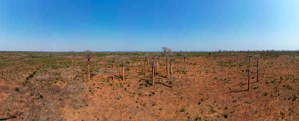Only baobabs remain where there once was a dence forest, now cleared for slash and burn agriculture to feed fast growing population. Landscape in Western Madagascar, Africa.