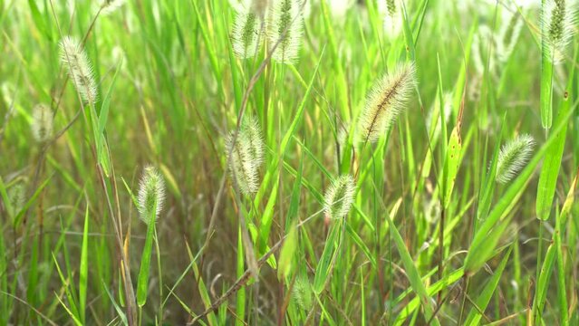 Setaria in the backlight of an autumn morning