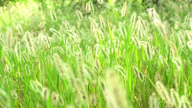 Setaria in the backlight of an autumn morning