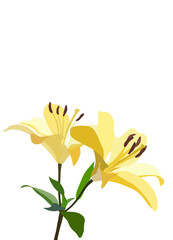 Lily flower. Colorful vector yellow  lily flowers isolated on a white background.Blooming lily flower