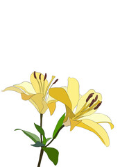 Lily flower. colorful vector lily flowers isolated on a white background.Blooming lily flower