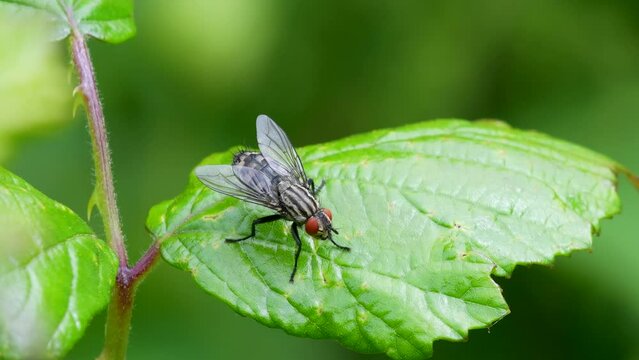 Flesh Fly (family Sarcophagidae), Devon, England, United Kingdom, Europe