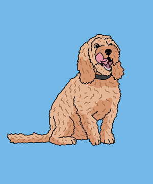 Cockapoo Dog Sitting Front View