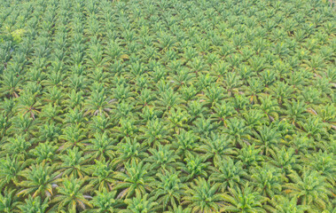 Aerial view of coconut or palm trees. Nature landscape forest background in agriculture farm concept, Ratchaburi, Thailand. Food crops.