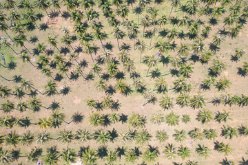 Aerial view of coconut or palm trees. Nature landscape forest background in agriculture farm concept, Ratchaburi, Thailand. Food crops.