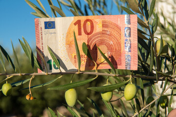 increase in the price of olive oil: several 10 euro bills hang from the branches of an olive tree,...