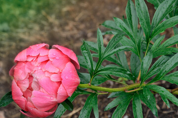 Coral semi-double peony flower variety Coral Sunset in summer garden