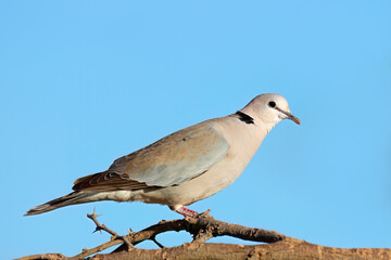 A Cape turtle dove (Streptopelia capicola) perched on a branch, South Africa.