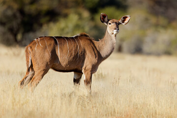 Female kudu antelope (Tragelaphus strepsiceros) in natural habitat, South Africa.
