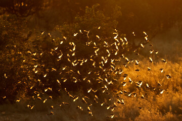 Flock of red-billed queleas (Quelea quelea) flying at sunset, Etosha National Park, Namibia.