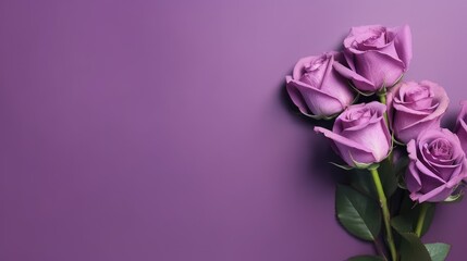 Purple roses on purple background