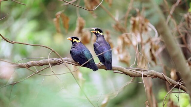 Two mynas perched on a branch