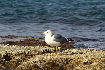 birds on the shores of the Mediterranean Sea in northern Israel