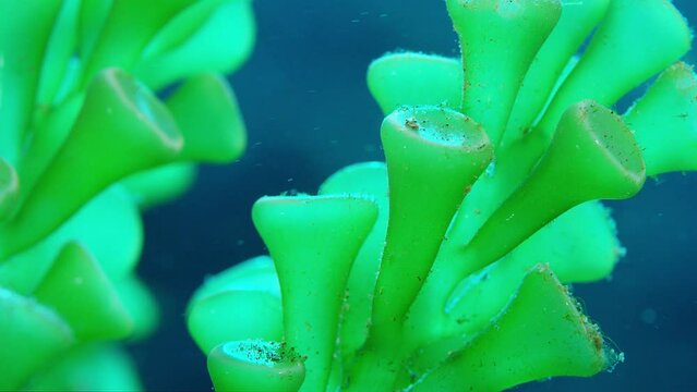 Green Alga, Caulerpa racemosa var. laetevirens f. cylindracea, close up, Raja amapt, Indonesia, Asia