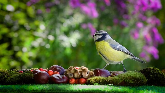 Blue tit (Cyanistes caeruleus) bird looking around for food in autumn nature. Shallow depth of field bokeh background.