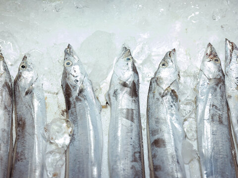 fresh fish on the market