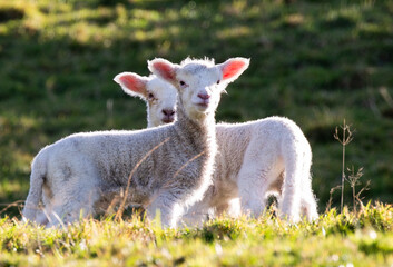 Naklejka na ściany i meble Lambs enjoying the weather