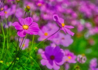 Fototapeta premium 秋晴れの空の下に色とりどりに咲くコスモス