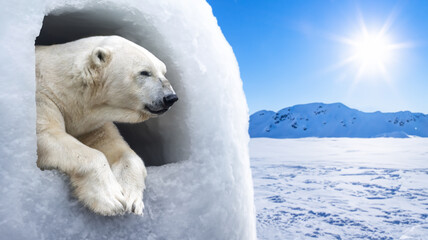 A polar bear looks out the window of an igloo at a snowy landscape illuminated by the sun