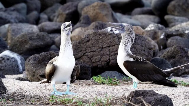 slow motion of a blue footed booby , Sula nebouxii, a marine bird native to subtropical and tropical regions of the eastern Pacific Ocean and can also be found on the Galapagos islands of Ecuador.