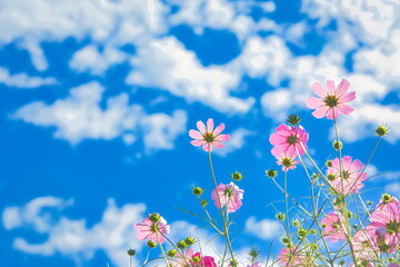 秋晴れの空の下に色とりどりに咲くコスモス