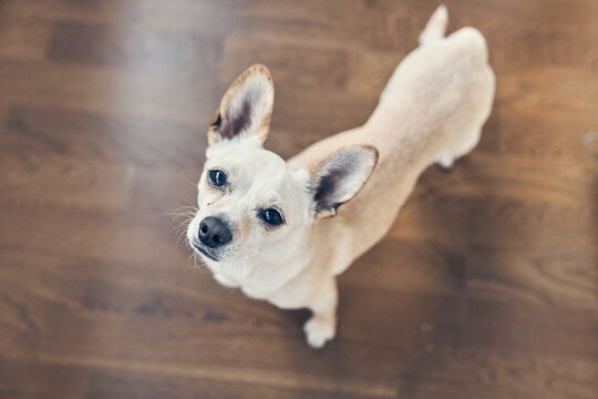 Top view of a chihuahua. A quick-witted medium-sized dog waiting for food or watching something. With a space to copy. High quality photo