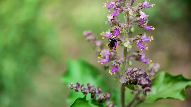 Black Hylaeus Fabricius(Masked Bee) bee on purple Holy Basil (Tulsi, Thulasi, Ocimum sanctum) flowers - Macro