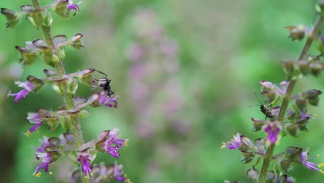Black Garden Ant (Lasius niger, Common Black Ant) and Brown Garden Cricket on purple Holy Basil (Tulsi, Thulasi, Ocimum sanctum) flowers - Macro Video